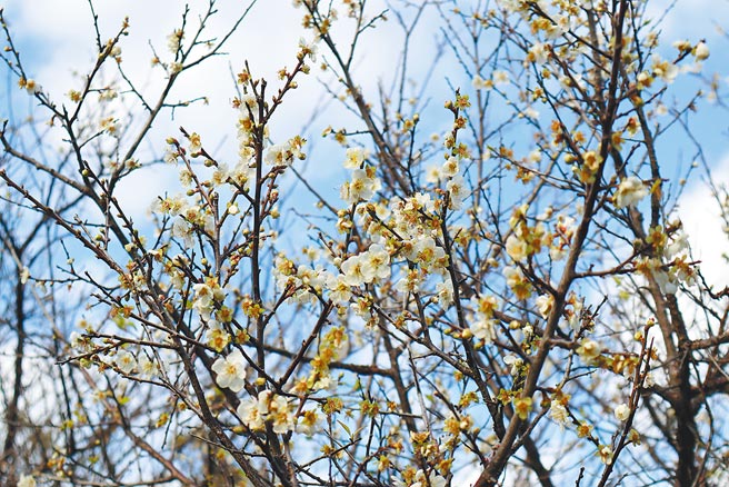 清华大学梅园梅花绽放，朵朵梅花也让周围环境充满清新香气。（邱立雅摄）
