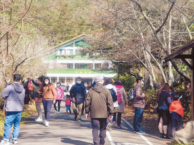 武陵农场上千株梅花大爆发，香气袭人，元旦3天连假游客突破5000人次。（武陵农场提供／陈淑娥台中传真）