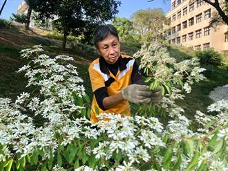 3年服務近3千小時 72歲志工打造最美療癒花園