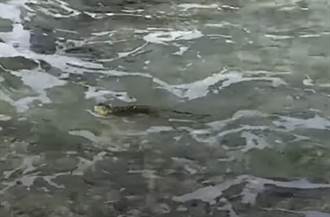 綠鬣蜥「泳渡」小琉球驚人畫面曝光！ 學者提1事：免害怕