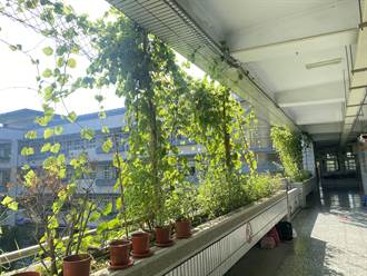 中央補助植栽綠牆減汙降溫 嘉義市這3間國小「退燒」