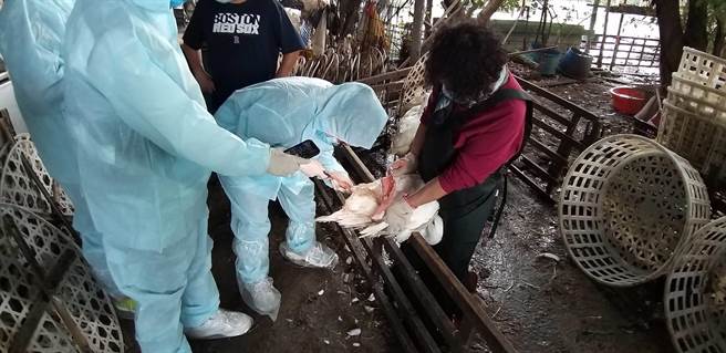 新北市动保处配合防检局强化监测进行鹅场採样。(新北市动保处提供)