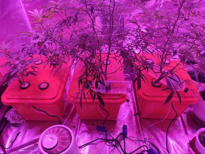 高市苓雅分局日前在嘉義縣破獲黃姓男子在自宅種植大麻。（高市苓雅分局提供／袁庭堯高雄傳真）