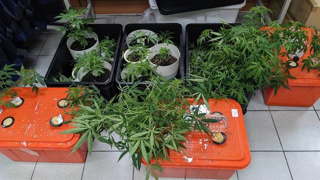 警方現場扣得大麻烘乾成品9包（毛重約500公克）及植栽設備一批。（高市苓雅分局提供／袁庭堯高雄傳真）
