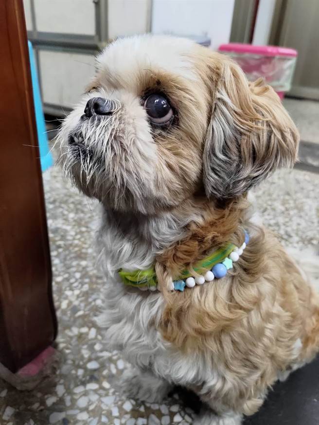 高雄市三民區1隻10歲西施犬走失跳到陌生人機車討拍，警方將牠頸上串珠項鍊特徵拍下PO網，20分鐘後找到主人。（翻攝照片／石秀華高雄傳真）