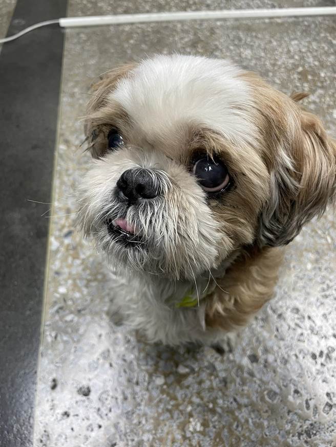 西施犬身上有藍白串珠的項圈，毛髮整齊，萌萌的模樣，警方研判應有人飼養。（翻攝照片／石秀華高雄傳真）