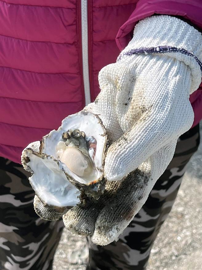 近年来国产蚵市场受到越南进口蚵的衝击。（洪荣志摄）