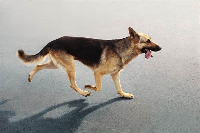 流浪狗胸前的铁管主要是为了防止牠们追车、追人。(示意图/达志影像)