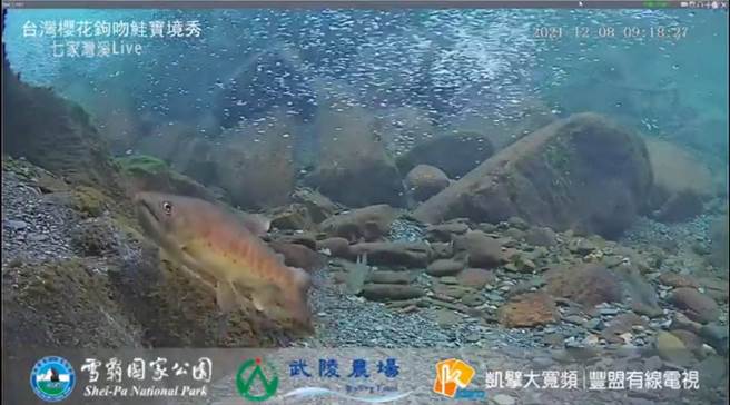 雪霸處並與凱擘豐盟有線電視合作，於七家灣溪觀魚台架設水中攝影機紀錄溪床變化及觀測魚群動態。（雪霸處提供／王文吉台中傳真）