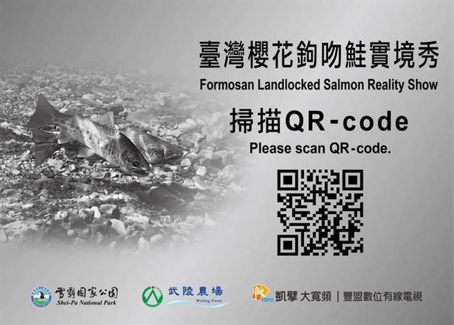 遊客於七家灣溪觀魚平台掃QR Code，即可一窺國寶魚水下優游的身影。（雪霸處提供／王文吉台中傳真）
