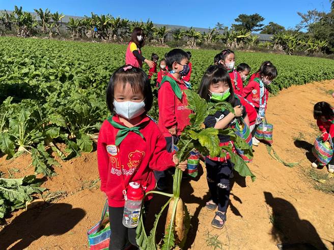 幼稚园的小朋友用小小的手掌奋力拉起大大的萝卜，已经顾不得身上有没有泥土，兴奋的神情全写在脸上。（公所提供／吴建辉南投传真）