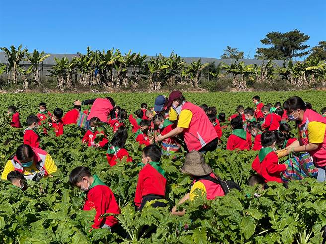 在体验过程中了解萝卜栽种过程，採收后现场制作萝卜美食，埔里镇长廖志城说，新年在萝卜田内拔萝卜，有好彩头的寓意，也让更多人了解埔里优质农产。（公所提供／吴建辉南投传真）