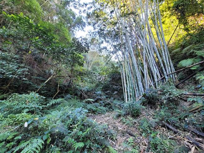 ４日下午在距离范姜男尸体约200公尺处的山坡处找到失联的郭姓、王姓情侣檔，吊挂在旁边树上。(民眾提供/吴建辉南投传真)