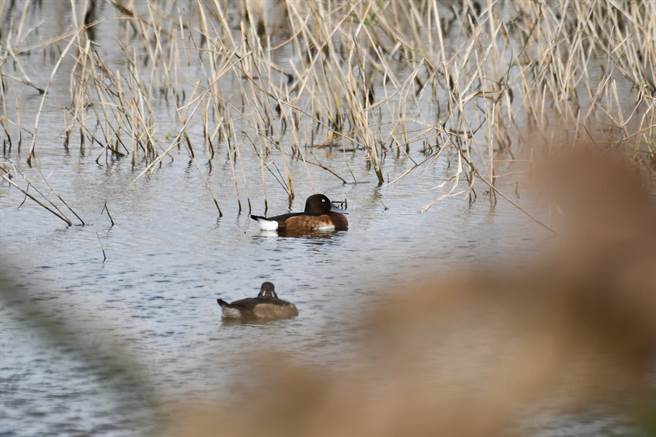 雲林縣麥寮鄉濁水溪出海口鳥況歷年最佳，瀕危青頭潛鴨長駐。（鳥友提供／張朝欣雲林傳真）