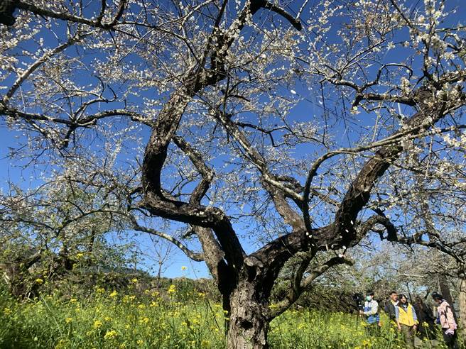 信义乡乌松崙石龟梅园，梅花盛开吸引赏花游客。（廖志晃摄）