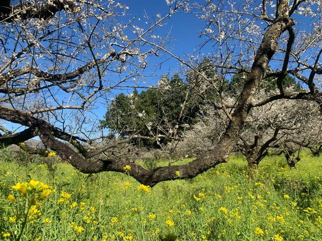 梅花与油菜花，相映成趣。（廖志晃摄）