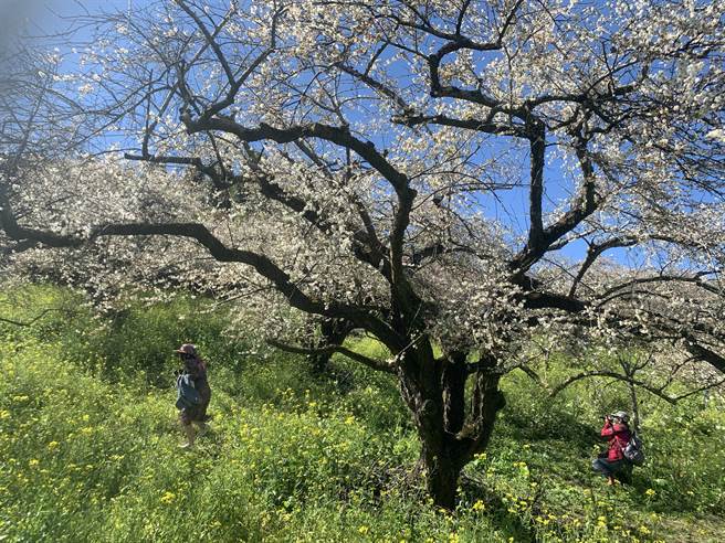 信义乡乌松崙石龟梅园，梅花盛开吸引赏花游客。（廖志晃摄）