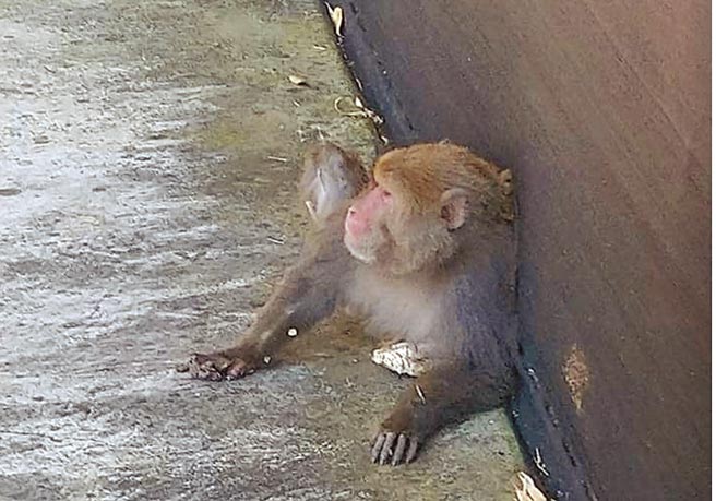 南投埔里镇蜈蚣崙3日中午发生森林火灾，罪魁祸首竟是台湾猕猴（见图）。牠误触高压电缆，产生火花致山林失火，自己也被电晕，过了一会才醒过来，之后逃离现场，却忙翻了林管处与消防人员。（吴淇淞提供／廖志晃南投传真）