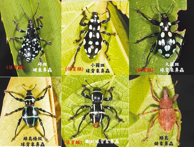 東管處進行綠島陸域生態調查，發現6種象鼻蟲，其背上的幾何圖形，被視為森林中的「點點時尚教主」。（東管處提供／莊哲權台東傳真）