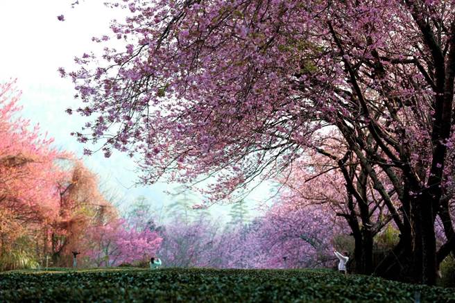 眾所矚目的武陵農場櫻花季將於2月12日至28日登場，預估最盛開時間為2月20日前後5天。（公路總局提供／陳祐誠傳真）