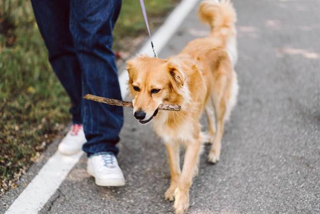 丁姓女子在住家附近的公园运动，因狗吠叫害她跌坐在地受伤。示意图，非当事狗。(示意图/shutterstock)