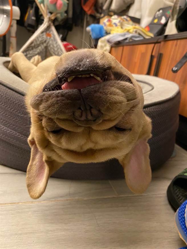 法鬥豆皮雖然非常懶惰，但看到家人時，祂就會變得非常勤勞，整天跑到主人身邊。(圖/飼主豆皮姊姊授權)