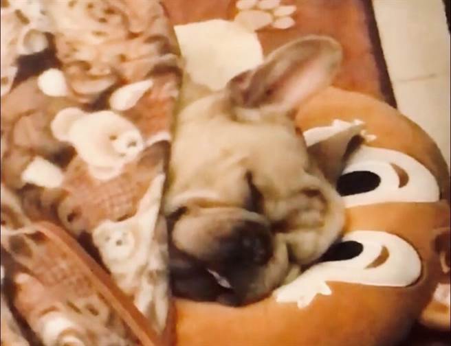 法鬥成為主人一家的溝通媒介，祂過世後家人都不敢聊到愛犬，讓法鬥感到非常難過。(圖/飼主豆皮姊姊授權)