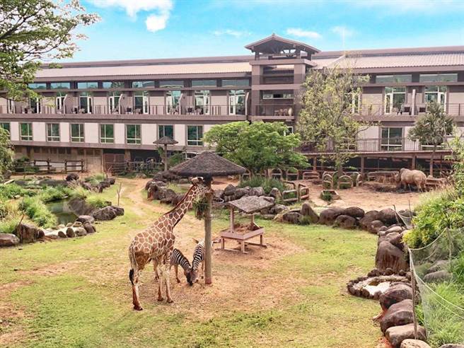 （关西六福庄加码推新住房优惠，凡入住「艺童趣非洲」住房专案，就能直接升等至最夯的绿地房，在房间内就能看到长颈鹿、白犀牛、斑马等动物自在地生活。图／六福旅游集团）
