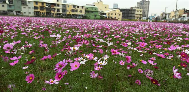 彰化市金马路与彰草路交叉路口，波斯菊、向日葵绽放蔚为一片灿烂花海。（彰化市公所提供／吴敏菁彰化传真）