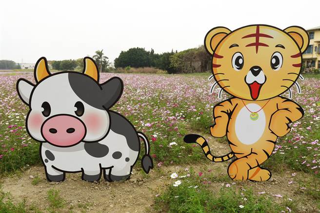 彰化市公所在彰草路123巷入口没多远花海，竖立起「可爱牛」与「好运虎」立牌，欢迎来赏花。（彰化市公所提供／吴敏菁彰化传真）