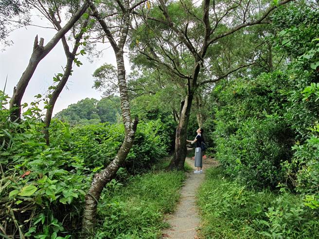 微笑山线今年找来拾心香研创办人何欣洁、在地创作音乐人克里夫、声音旅人萧芸安，邀民眾一同打开五感探索山林。（新北市观旅局提供）