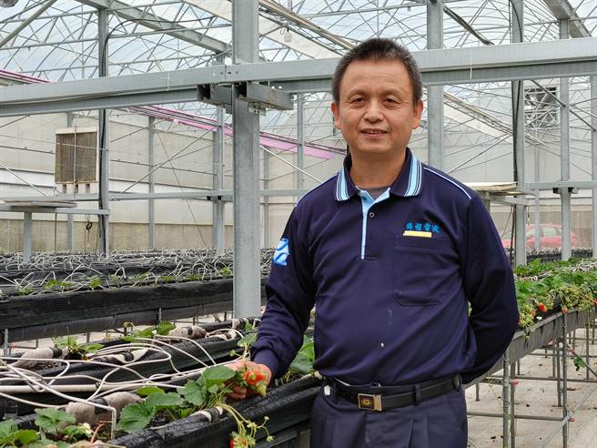 南投县国姓乡有一处机械草莓园，从事机械业的张有锦北漂多年，3年前返回国姓老家，与姊姊一起种草莓，利用自己的机械背景，测试各种草莓种植技术。（吴建辉摄）