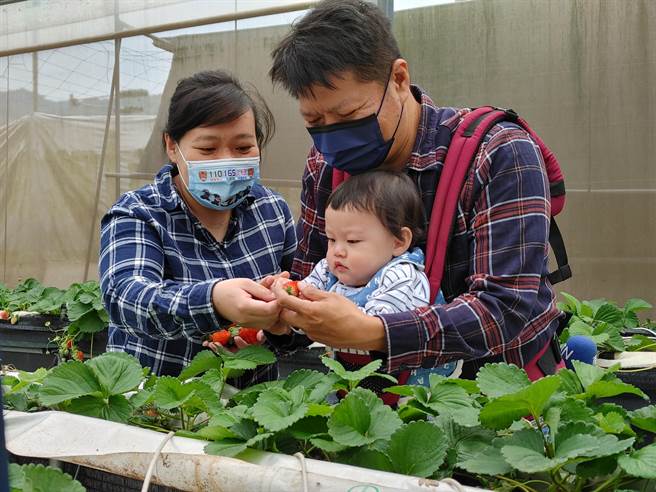 今年成功种出优质的草莓，吸引民眾前往。（吴建辉摄）