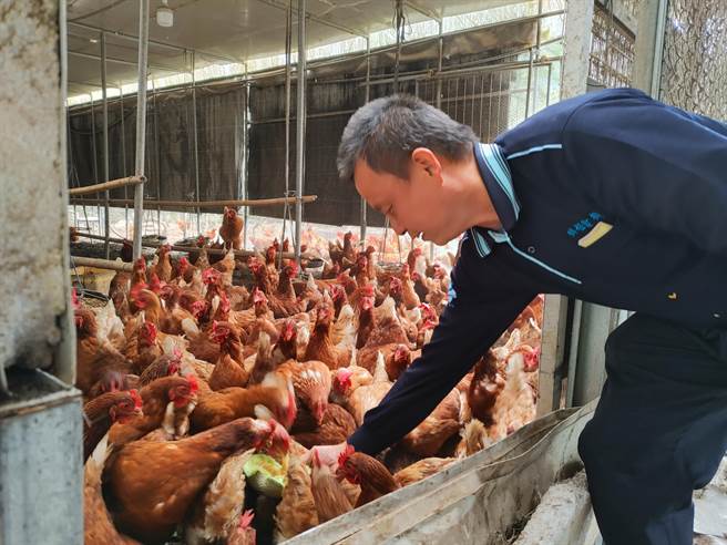 张有锦说，肥料的秘密在于农场搭建养鸡场，喂养有机豆渣、益生菌等发酵，再用鸡大便混合土壤发酵，形成无臭无味的天然肥料。（吴建辉摄）