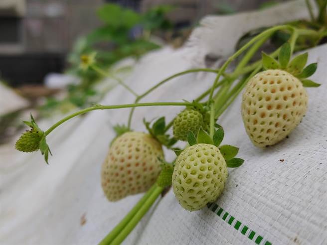 张有锦说，从品种、饲养环境、到土壤等等，前后投入3、400百万实验，就连稀有的白草莓也种，最后终于苦尽甘来，也希望能为国姓草莓带来全新的种植方式。（吴建辉摄）