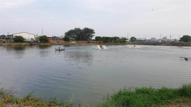 台南市六甲区台湾鲷养殖面积达183公顷。（六甲区公所提供／刘秀芬台南传真）