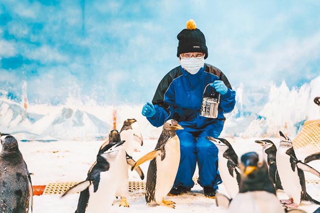 屏東海生館「我與企鵝的0.1毫米」企鵝飼育照護體驗，跟著專業飼育員揭密不對外開放的神祕企鵝飼育後場。（屏東海生館提供）