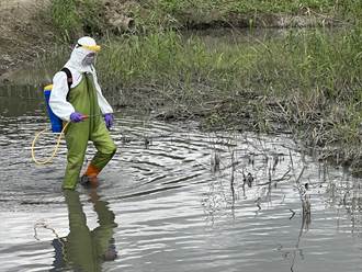 關渡自然公園候鳥糞便檢出H5N1 北市動保處籲勿隨意餵食野生鳥禽