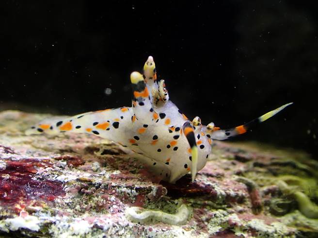 金门广阔的潮间带和多样的底质环境，提供海蛞蝓生存繁衍的栖地。图为美丽的「触手角鞘海牛」。（金管处提供）