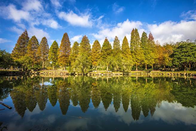 北埔六塘落雨松倒影在水塘，景色怡人。（罗浚滨摄）