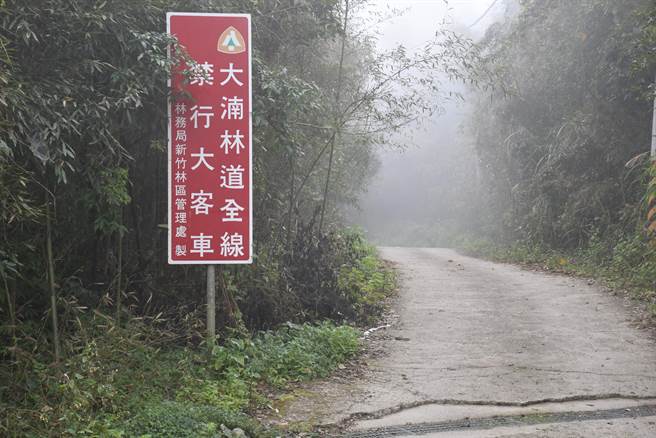 新竹林管处将展开大湳林道内人工林伐採作业，将管制人车进入。（谢明俊摄）