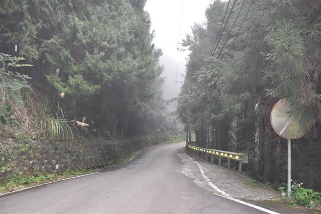 大湳山区是林务局重要国有人工林地。（谢明俊摄）