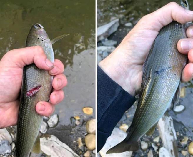 一名钓客在溪边钓到鱼，疑似认为鱼太小便放生，岂料1个半月竟钓到同一条鱼。(图/翻摄自Reddit)