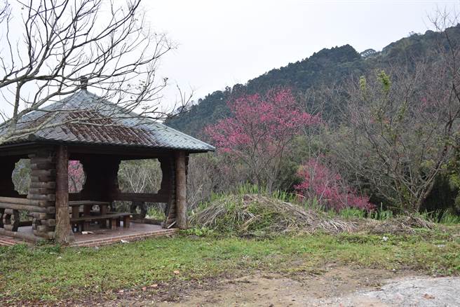 南庄乡大湳山区樱花已经提早开放。（谢明俊摄）