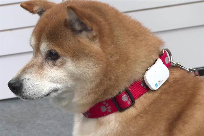 工研院开发的「iPetWeaR智慧宠物项圈」，在CES获国外媒体评为五大新奇展品之一。（工研院提供／罗浚滨新竹传真）