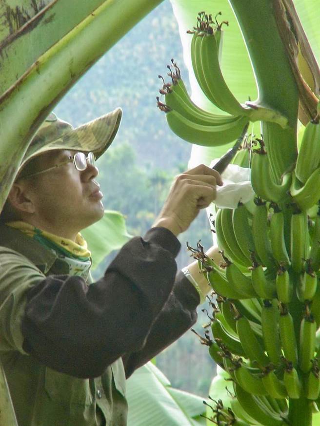 刘晃宾种有机香蕉，开创事业第二春。（刘晃宾提供／廖志晃南投传真）