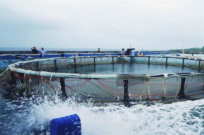 国立台湾海洋大学致力研发智慧养殖技术，结果显示能大幅提升饲养效率和获利。（国立台湾海洋大学提供／陈彩玲基隆传真）