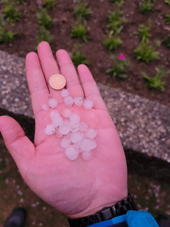 福寿山农场瑞雪未至，先下1元硬币大小的冰雹，持续大约5分钟。（福寿山农场提供／王文吉台中传真）