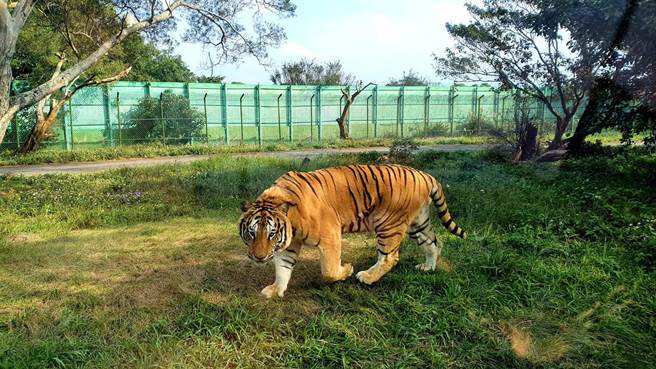 六福村新年大红包， 生肖属虎全年半价。（六福村提供）