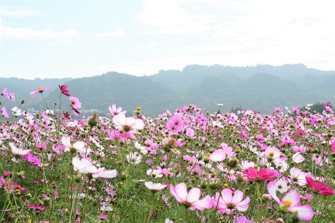 田中望高瞭波斯菊花海广达12公顷，现正盛开，美不胜收。（谢琼云摄）